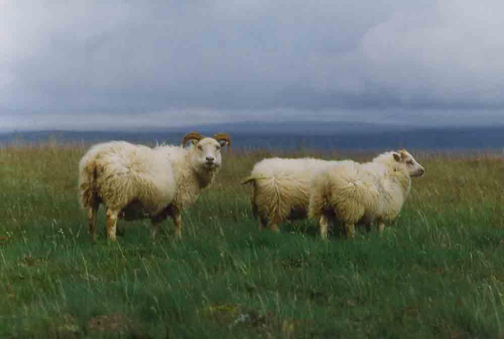 Oveja - Islandia 1.jpg
